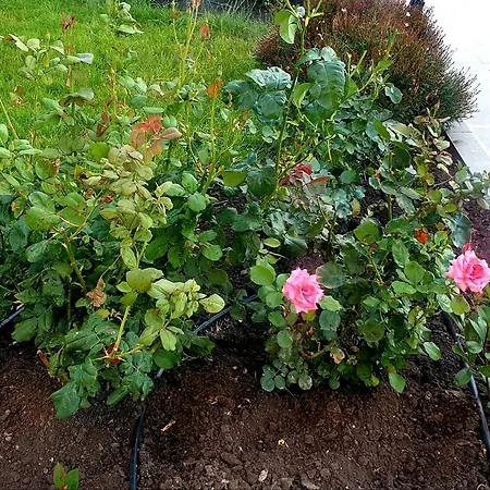 Iglika 公寓式酒店 3*